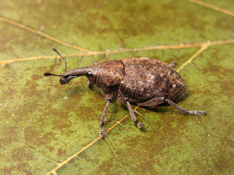 Curculionidae: Lepirus capucinus